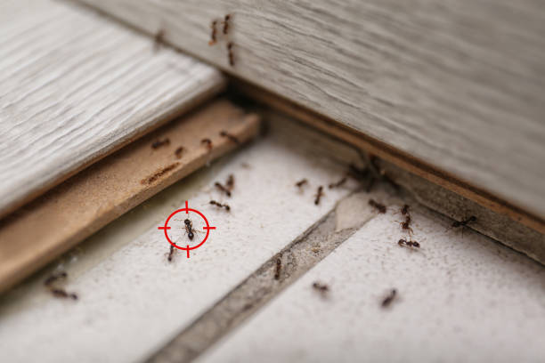 Pest Prevention Services in Oakland, OK