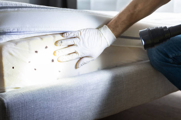 Best Ant Control Services  in Oakland, OK