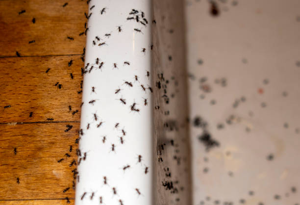 Best Spider Control Near Me  in Oakland, OK