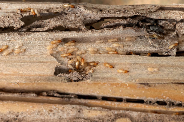 Best Mosquito Control Services  in Oakland, OK